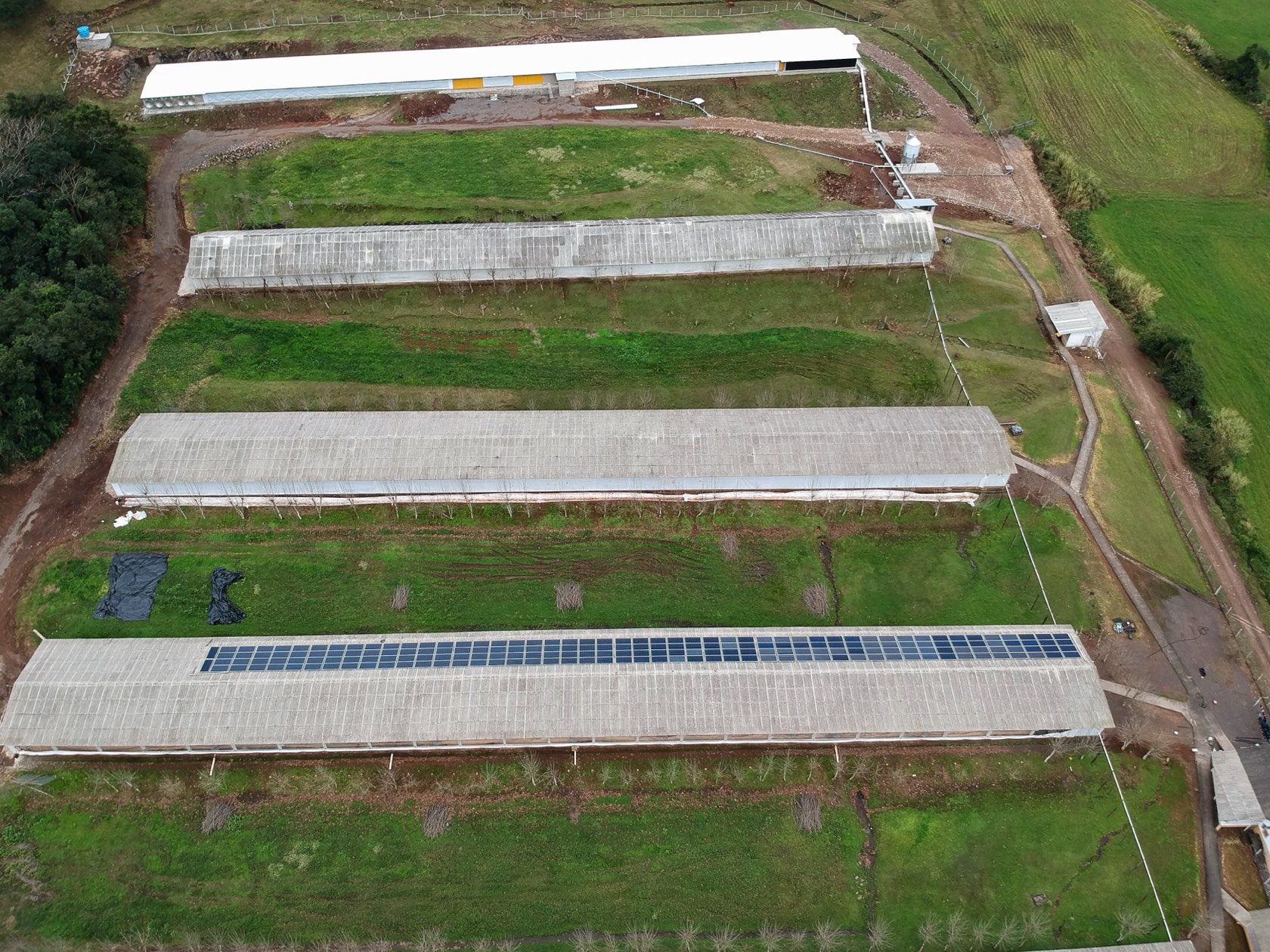 Aviários com energia solar instalada pela Sonnental